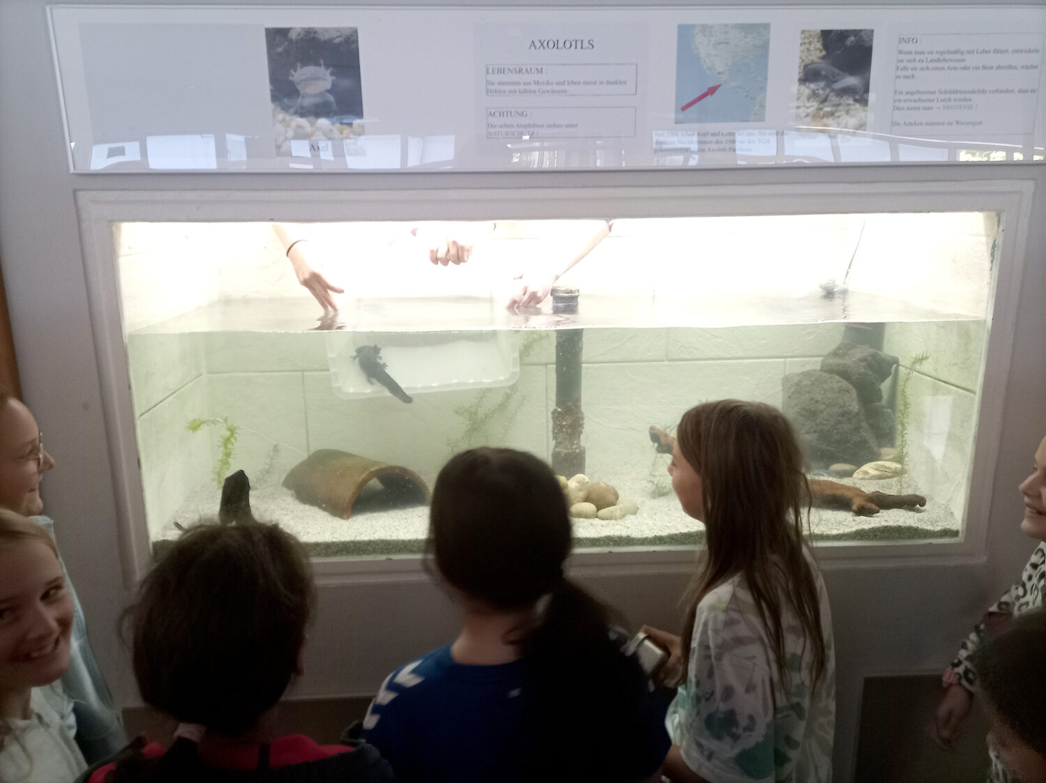 Kinder, die einen Axolotl in einem Aquarium betrachten.